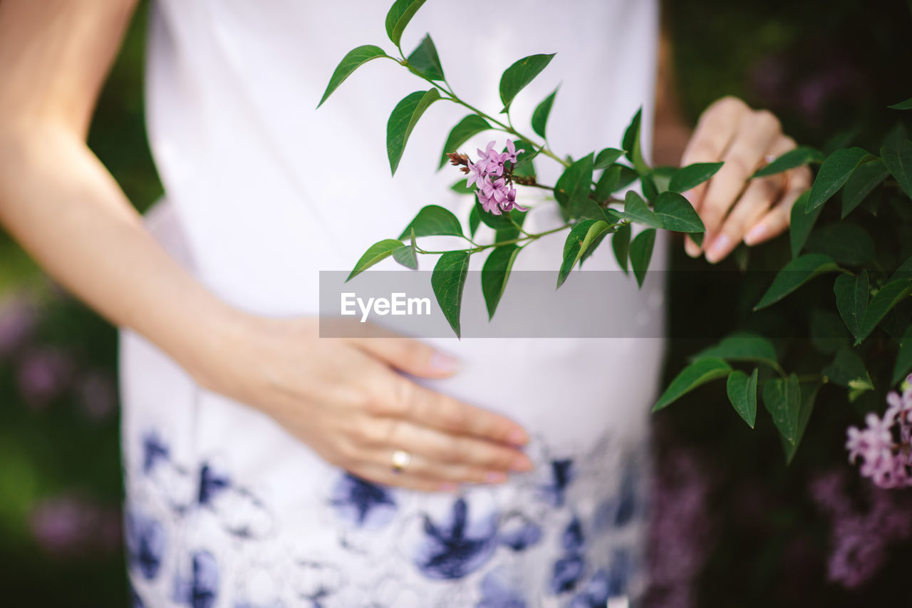 Midsection of pregnant woman holding purple flowering plant