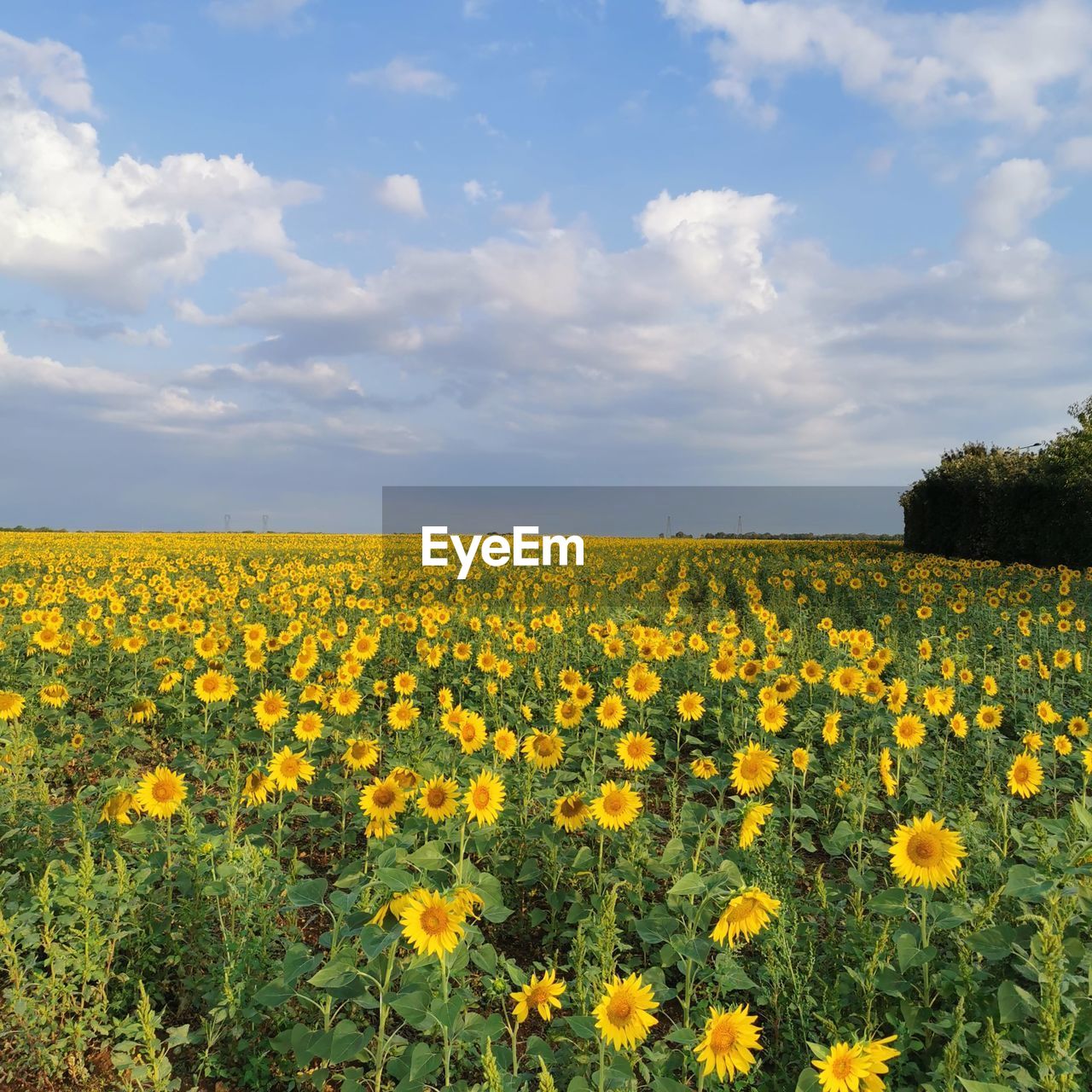 plant, flower, flowering plant, landscape, sky, beauty in nature, field, yellow, cloud, land, environment, freshness, rural scene, nature, growth, agriculture, scenics - nature, abundance, tranquility, crop, horizon, fragility, no people, tranquil scene, horizon over land, prairie, idyllic, flower head, springtime, meadow, farm, plain, day, oilseed rape, grassland, blossom, non-urban scene, outdoors, wildflower, sunlight, inflorescence, summer, sunflower, blue, rural area, vibrant color, urban skyline, grass, flowerbed, tree, petal, botany, multi colored