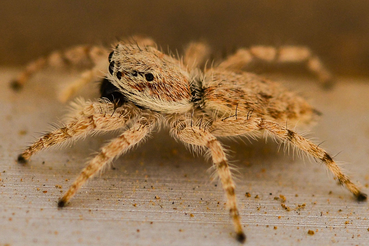 CLOSE-UP OF SPIDER ON LEAF