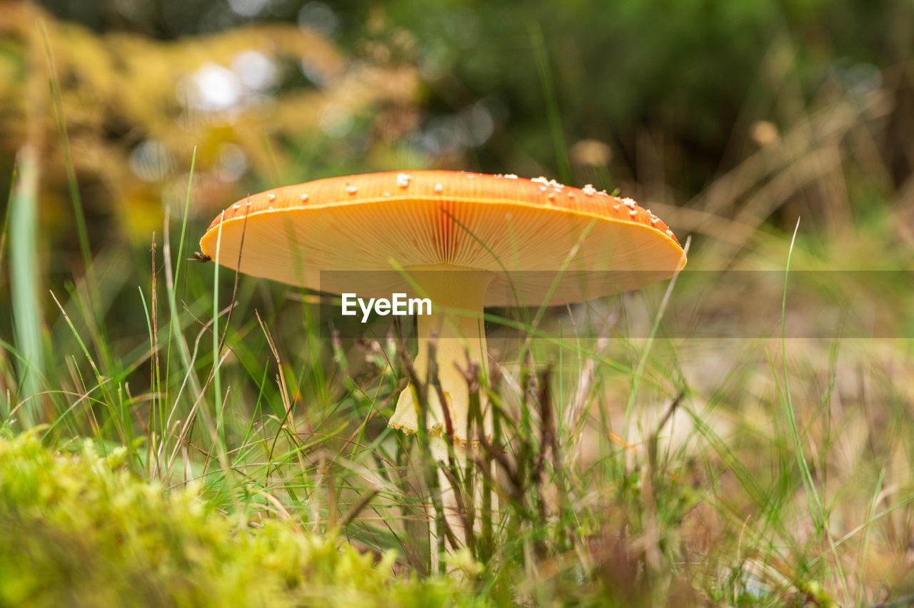 CLOSE-UP OF MUSHROOM IN FIELD