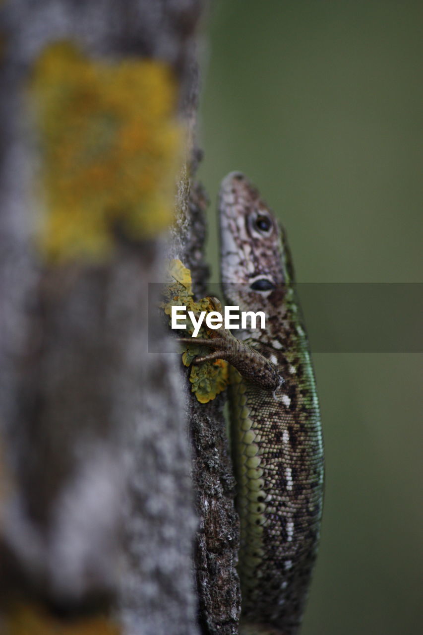 CLOSE-UP OF IGUANA