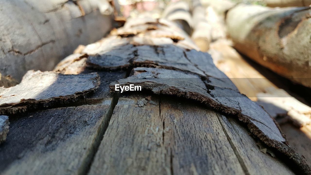 Close-up of wooden log