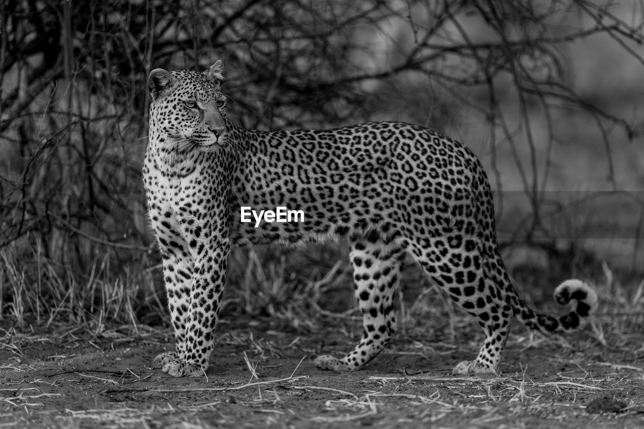 close-up of leopard