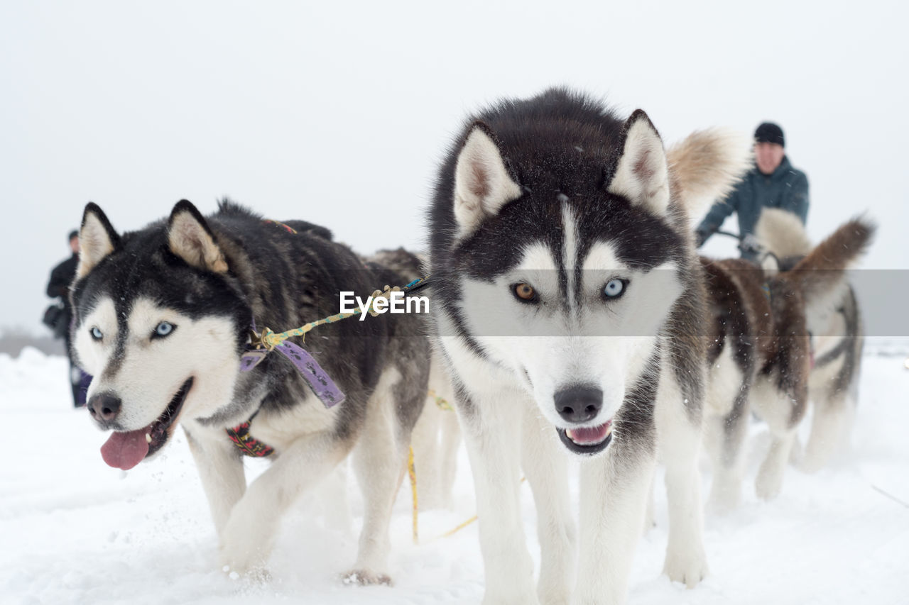 VIEW OF DOGS ON SNOW FIELD