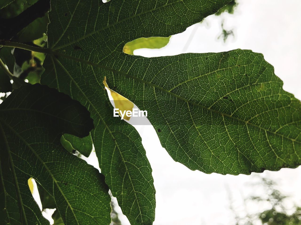 LOW ANGLE VIEW OF LEAVES ON TREE