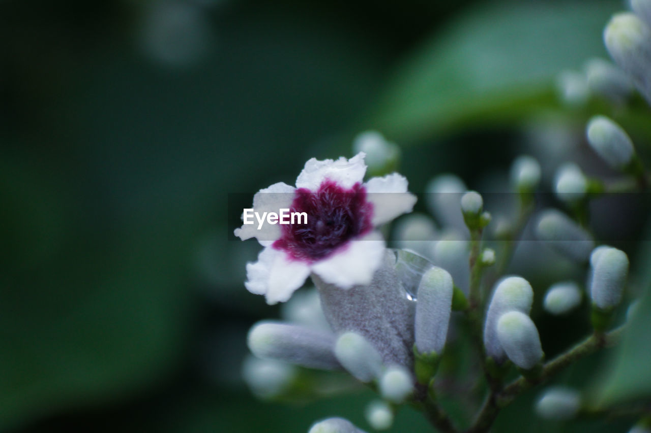 plant, flower, flowering plant, macro photography, beauty in nature, nature, freshness, blossom, close-up, green, fragility, growth, leaf, petal, flower head, no people, inflorescence, selective focus, outdoors, springtime, focus on foreground, white, day, plant part, wildflower, bud