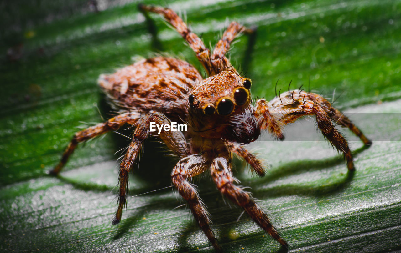 CLOSE-UP OF SPIDER IN THE ANIMAL