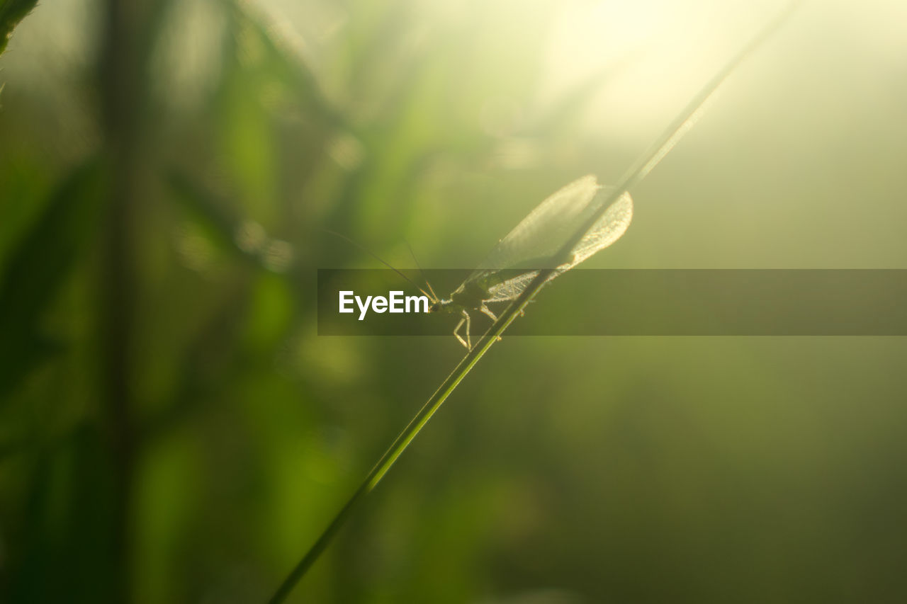 CLOSE-UP OF INSECT ON BLADE OF GRASS