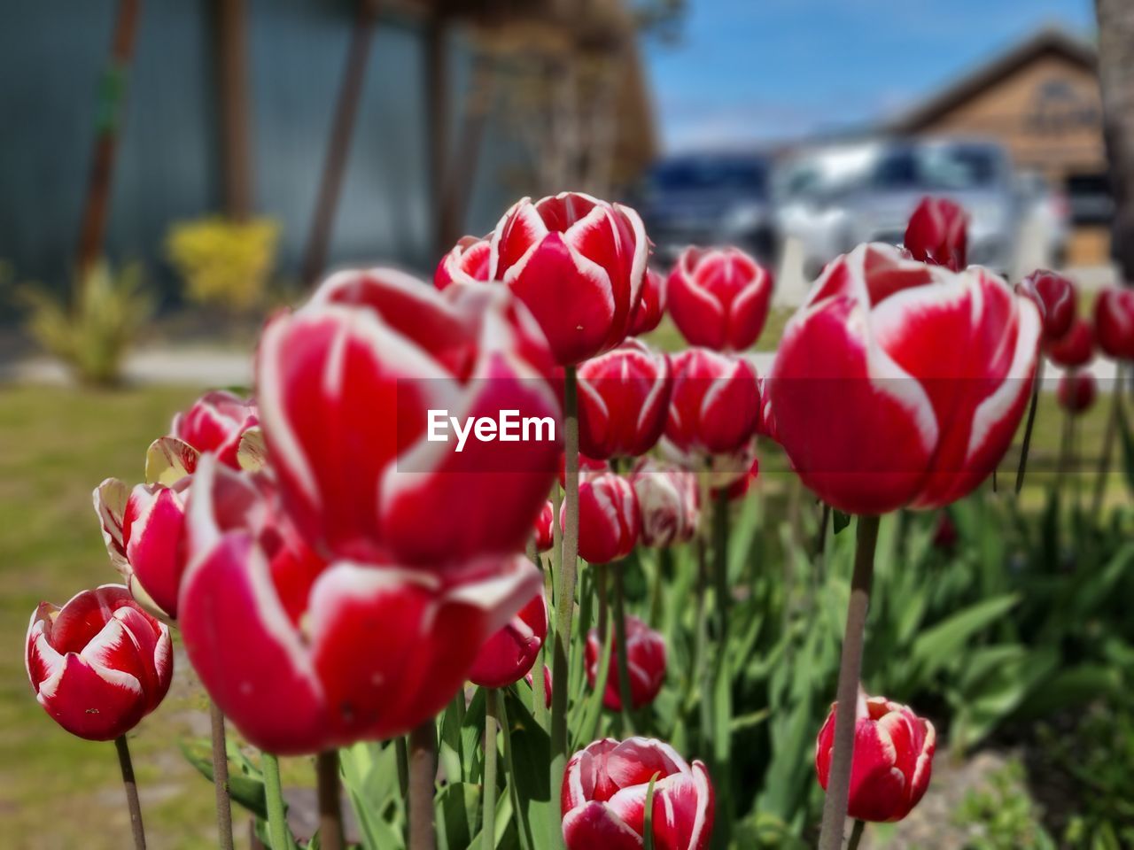 plant, flower, flowering plant, red, freshness, beauty in nature, nature, close-up, tulip, focus on foreground, growth, fragility, petal, no people, day, flower head, inflorescence, outdoors, architecture, building exterior, sky, sunlight, springtime, front or back yard, field, built structure, plant stem