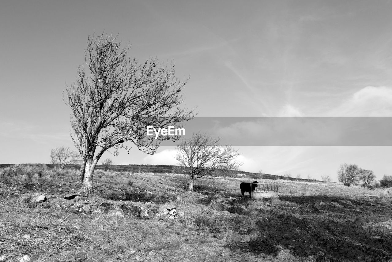 BARE TREE ON FIELD AGAINST SKY DURING SUNSET