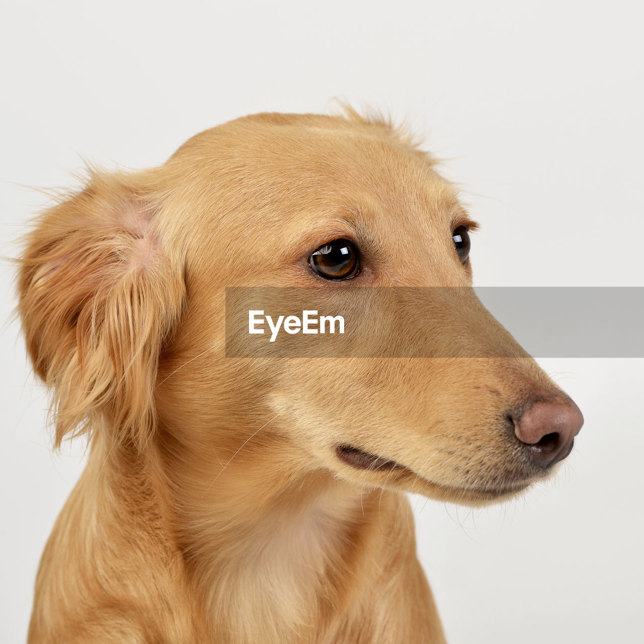 close-up portrait of dog against white background