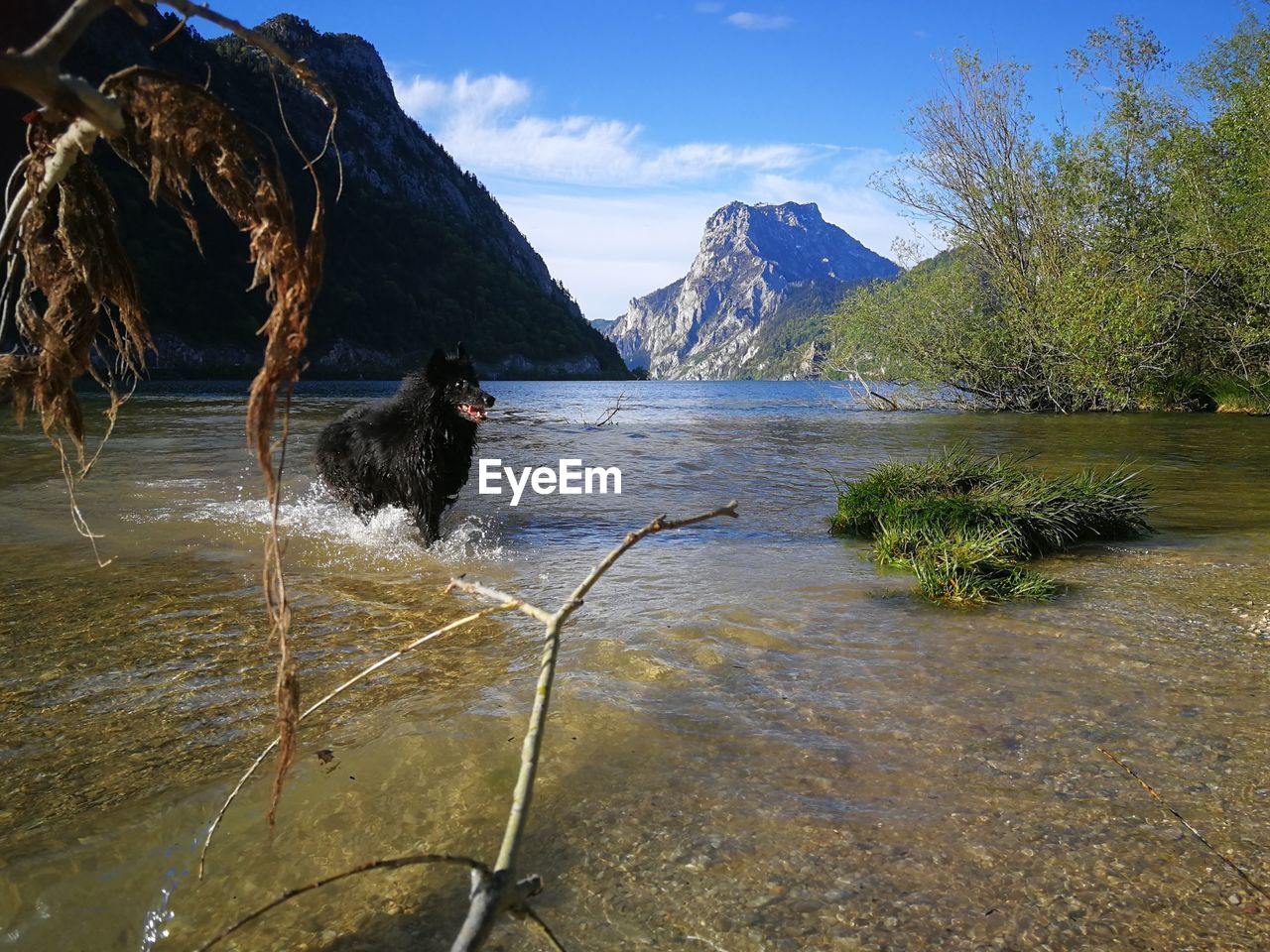 DOG STANDING IN LAKE