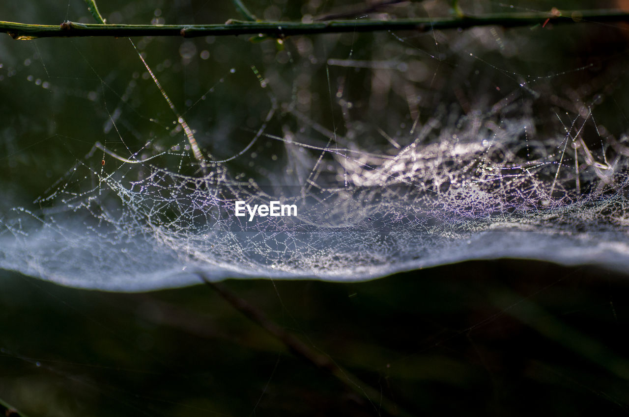 CLOSE-UP OF SPIDER WEB