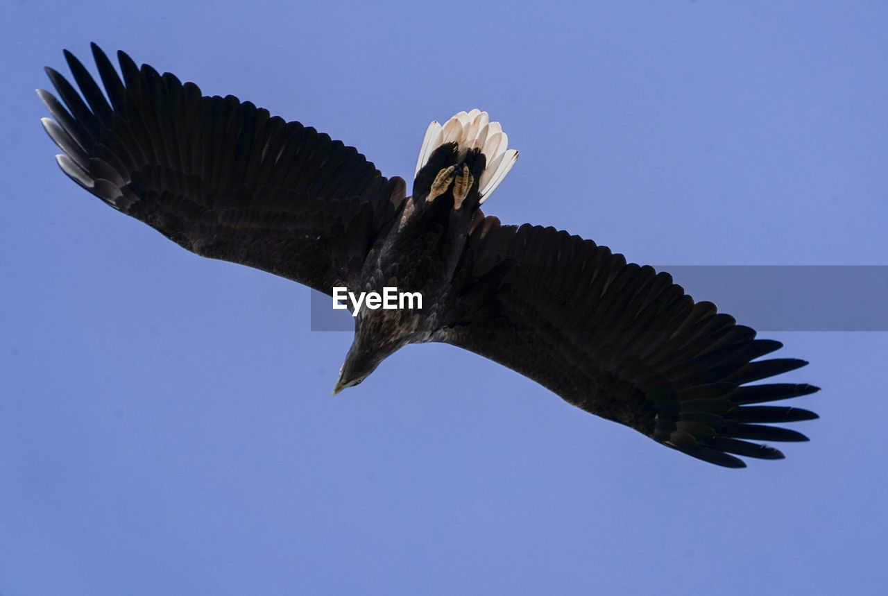 LOW ANGLE VIEW OF EAGLE FLYING