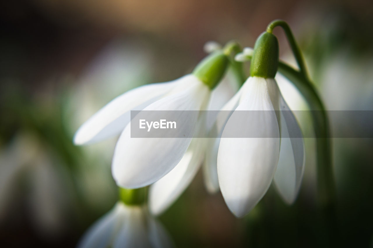 Close-up of white flowering plant