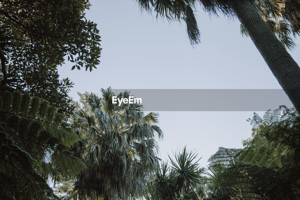 LOW ANGLE VIEW OF PALM TREES AGAINST SKY