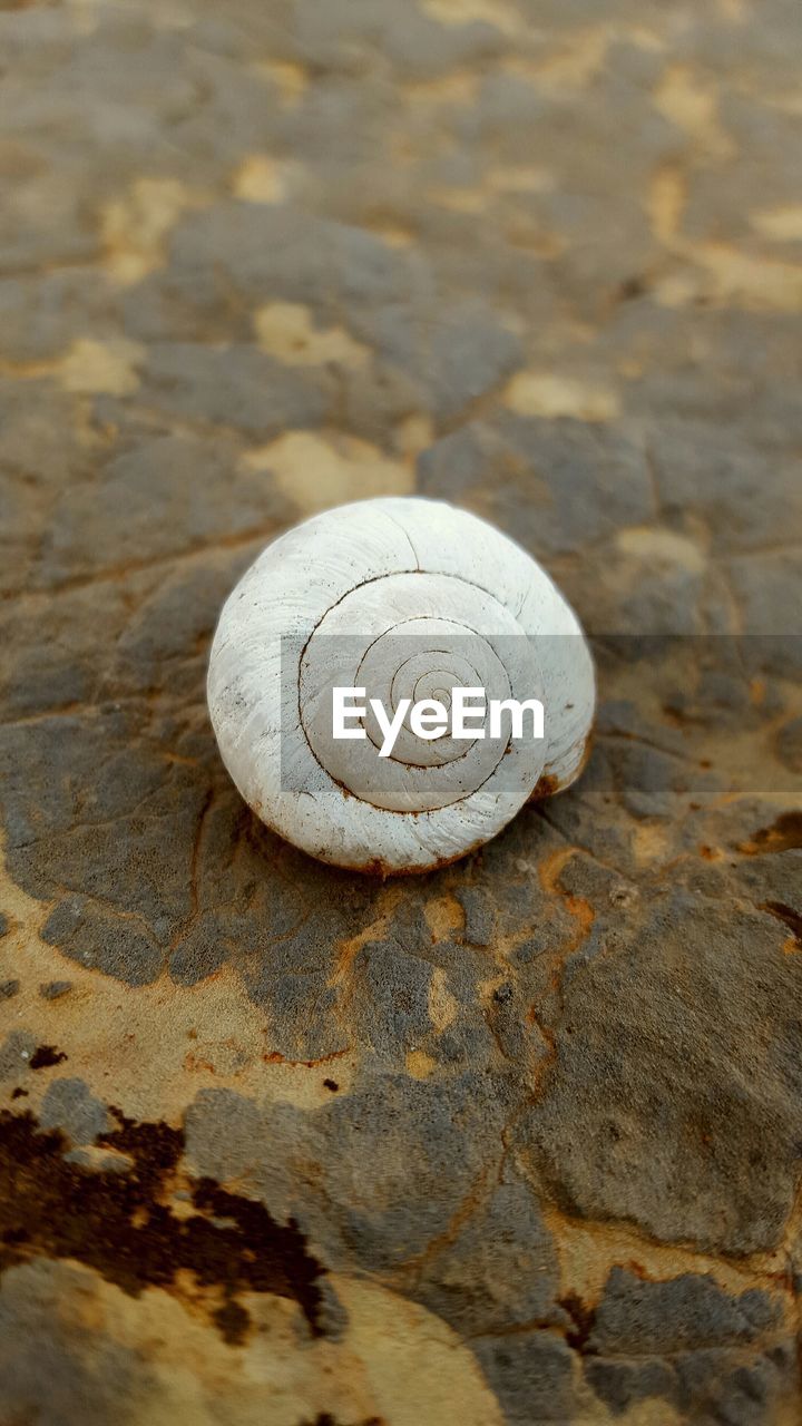 Close-up of seashell on rock