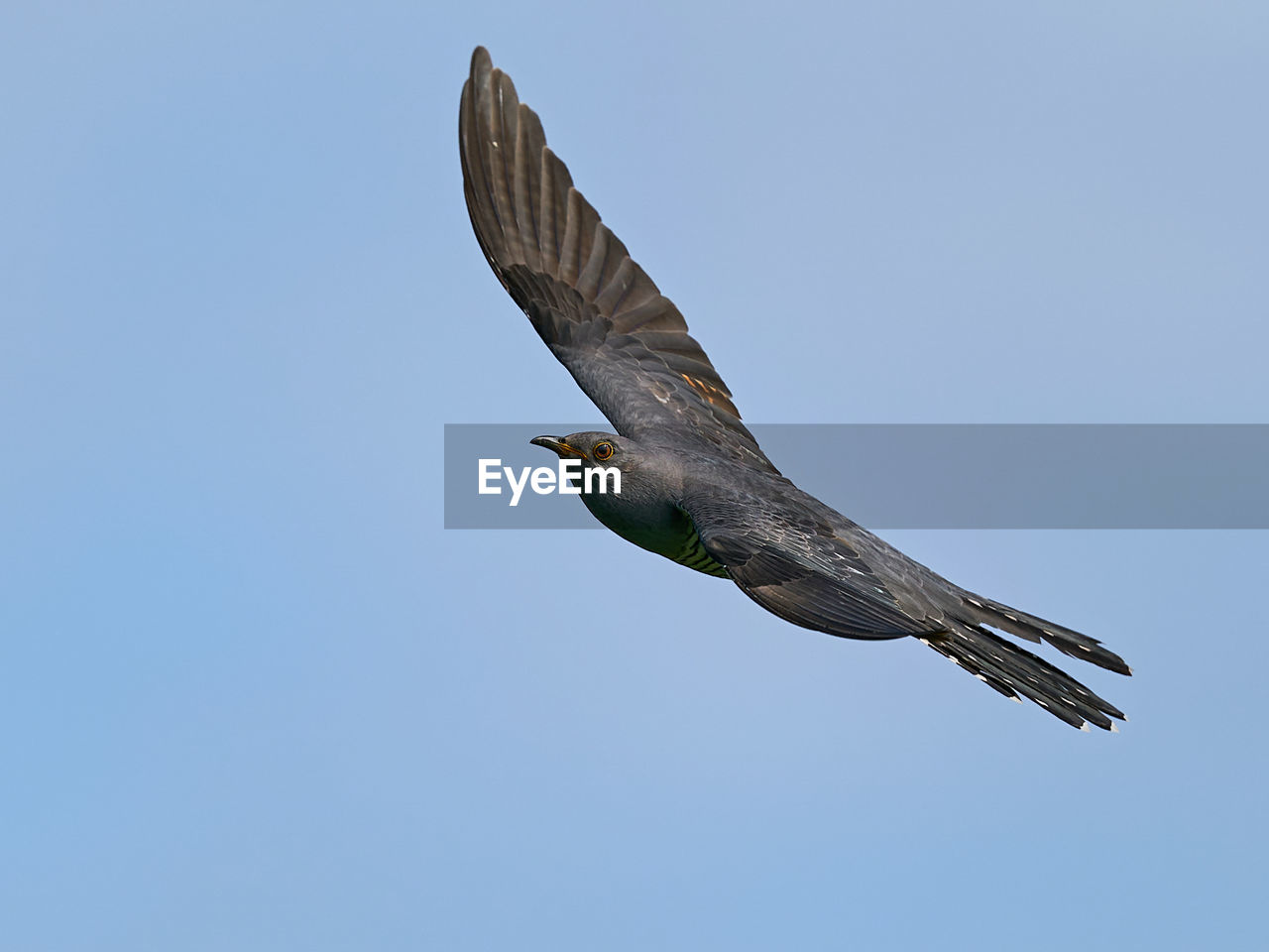 LOW ANGLE VIEW OF BIRD FLYING IN SKY