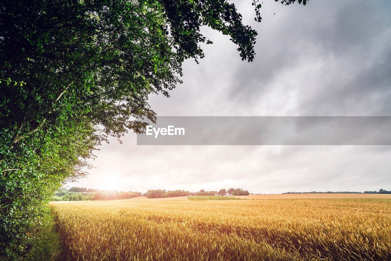 Scenic view of field against sky