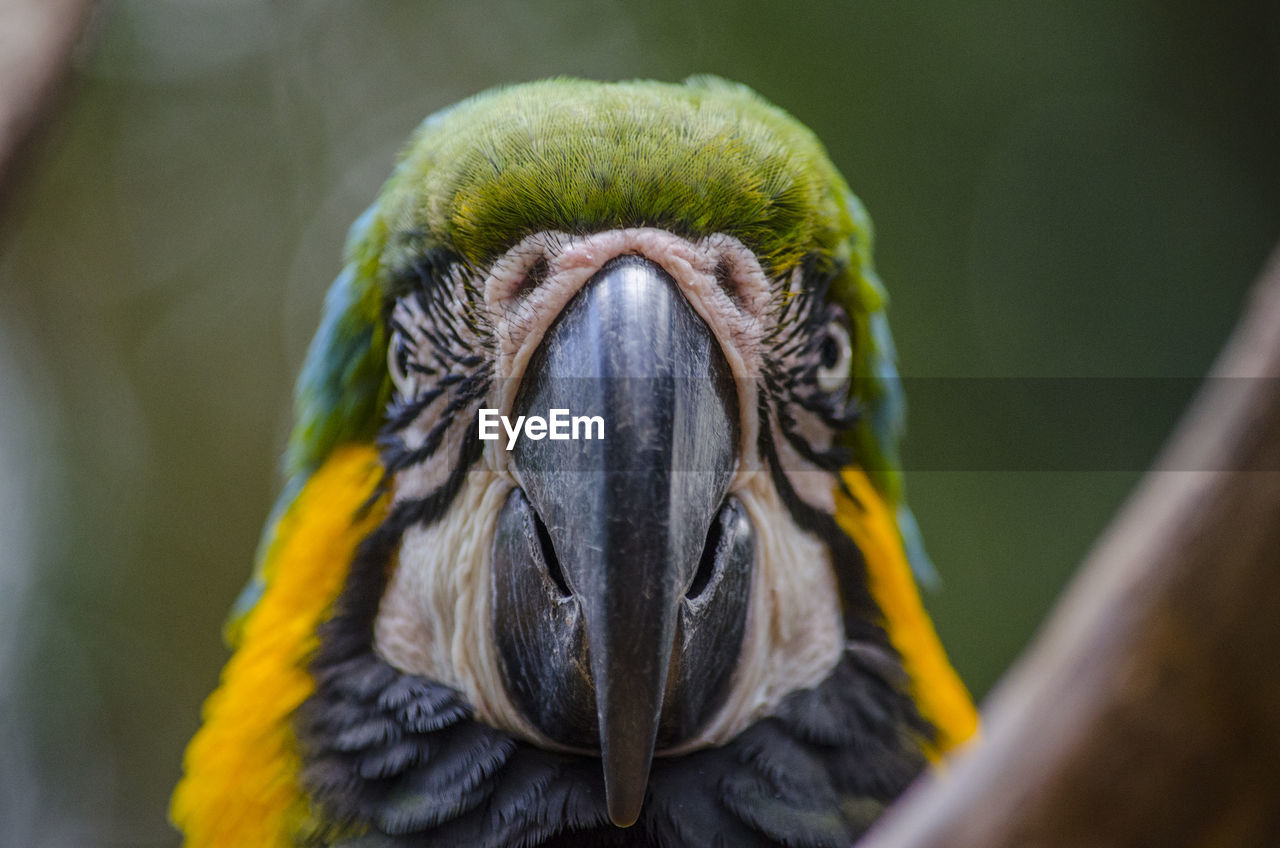 Close-up portrait of gold and blue macaw