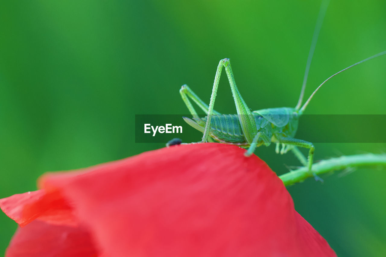 CLOSE-UP OF GRASSHOPPER ON RED FLOWER