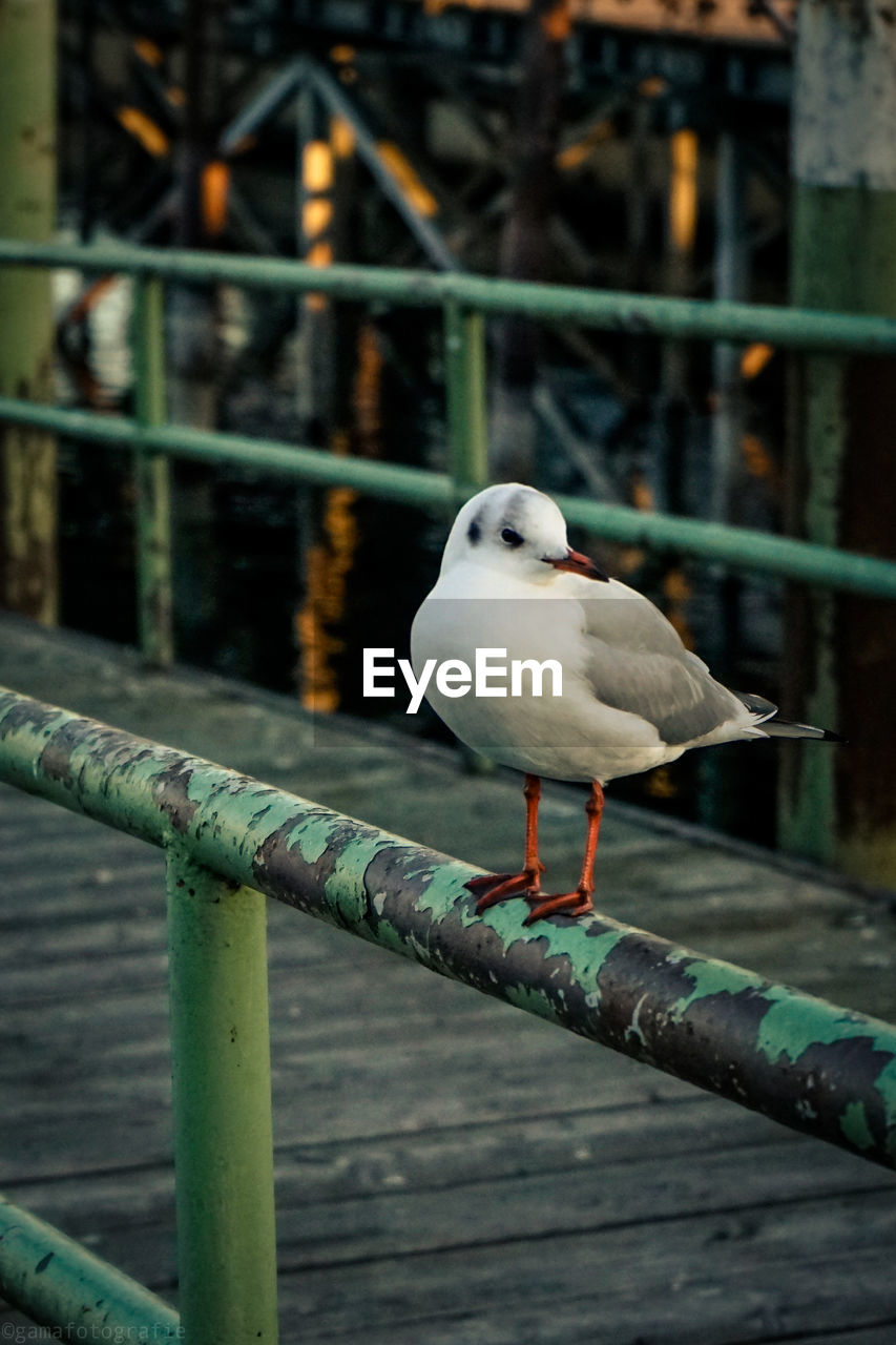SEAGULL PERCHING ON METAL RAILING