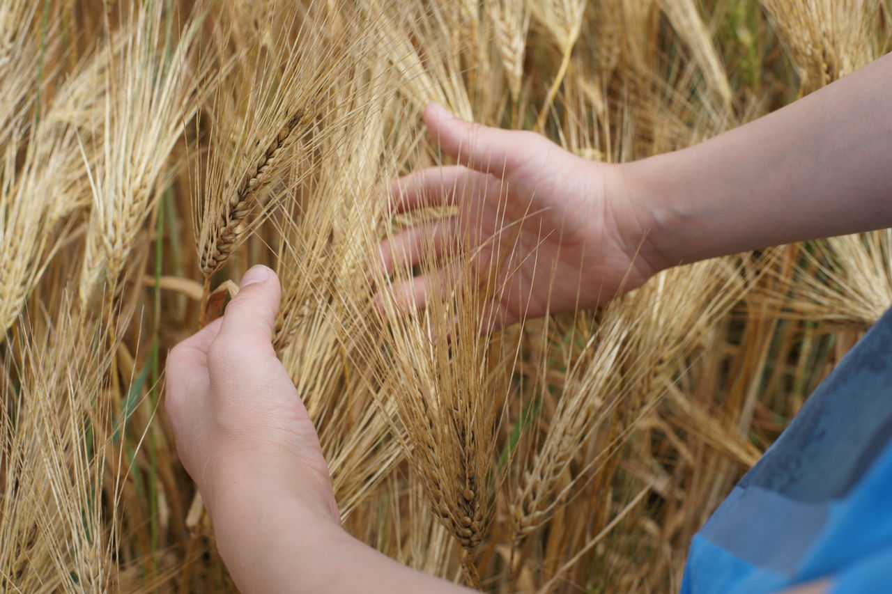 agriculture, hand, crop, cereal plant, food, plant, rural scene, wheat, field, landscape, straw, farm, grass, nature, land, food grain, hay, childhood, close-up, rye, child, adult, harvesting, one person, growth, day, triticale, einkorn wheat, barley, outdoors, women, soil, summer, touching, food and drink, emmer, environment, holding