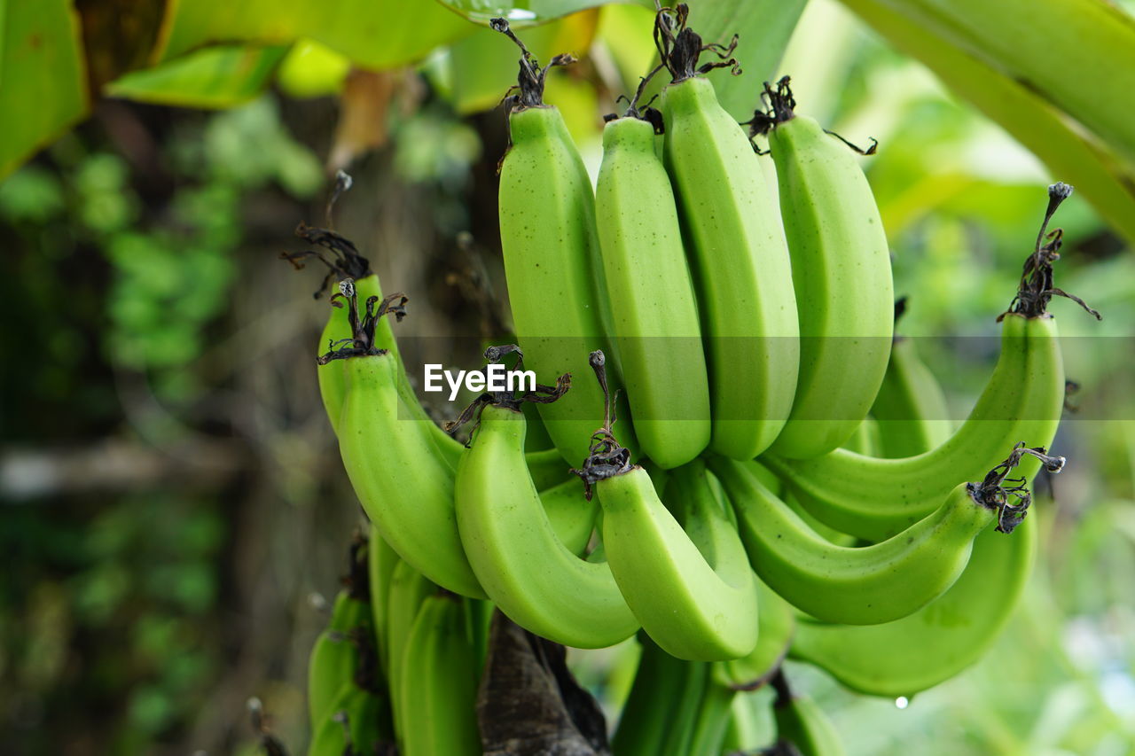 Close-up of bananas hanging on tree