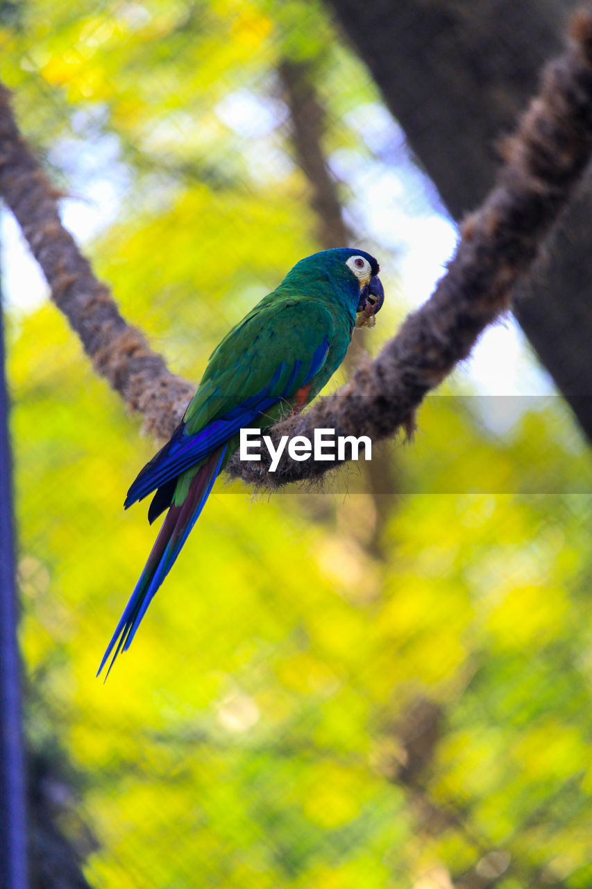 Blue-winged macaw perching on a tree