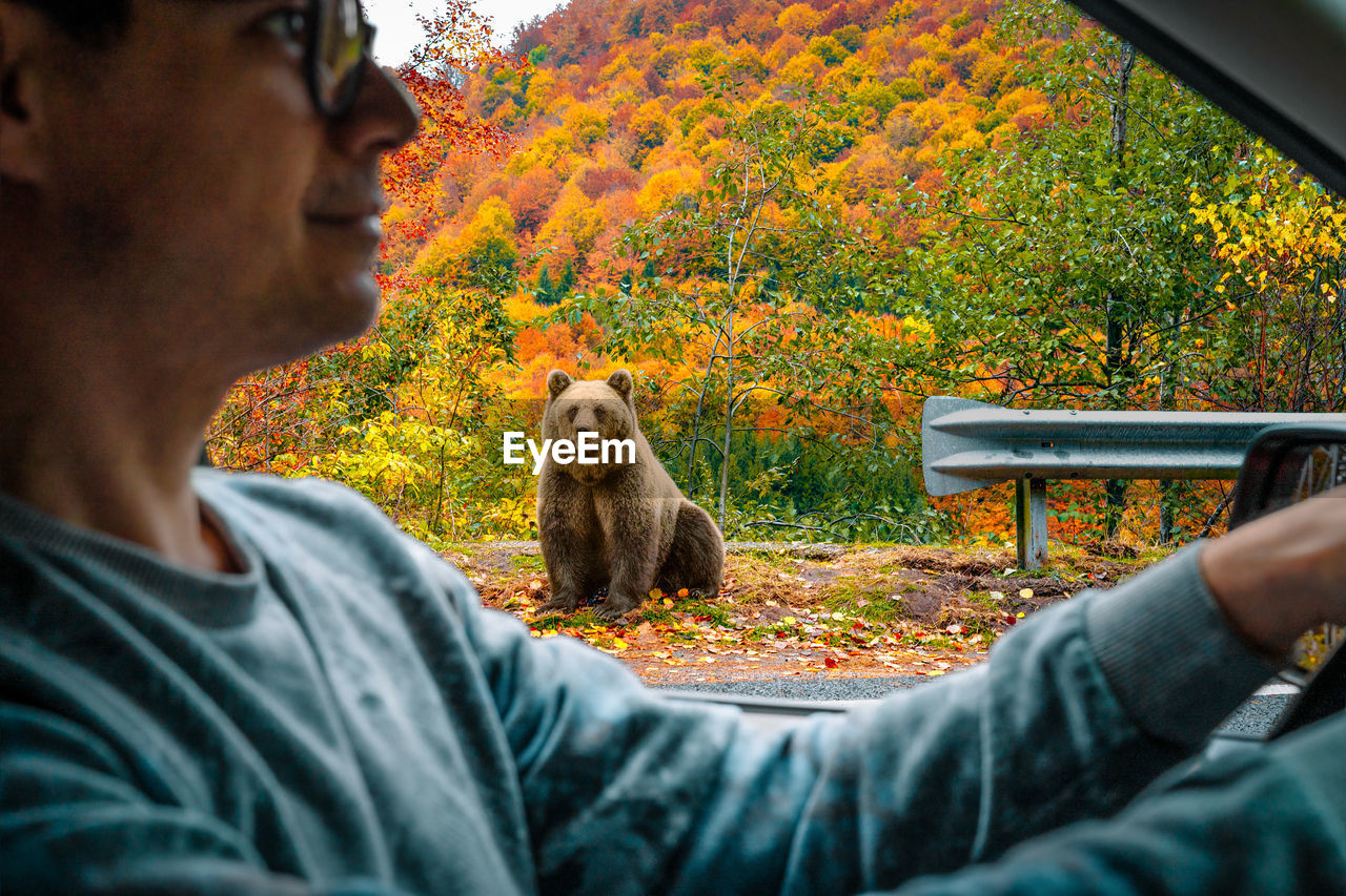 Person driving car by wild bear