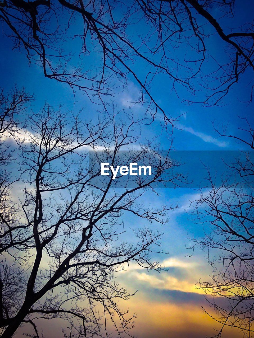 LOW ANGLE VIEW OF SILHOUETTE BARE TREE AGAINST BLUE SKY