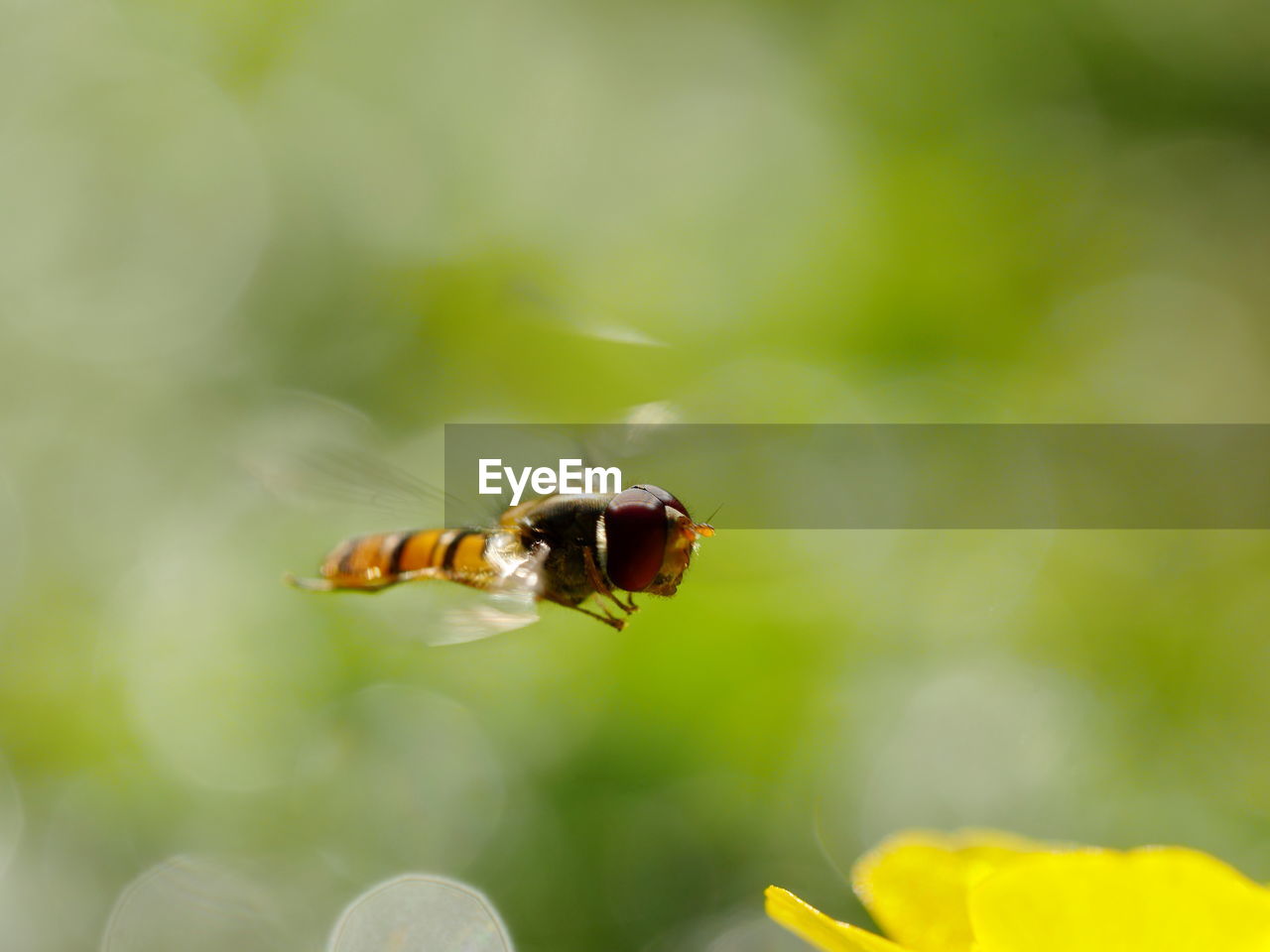 Close-up of hoverfly flying