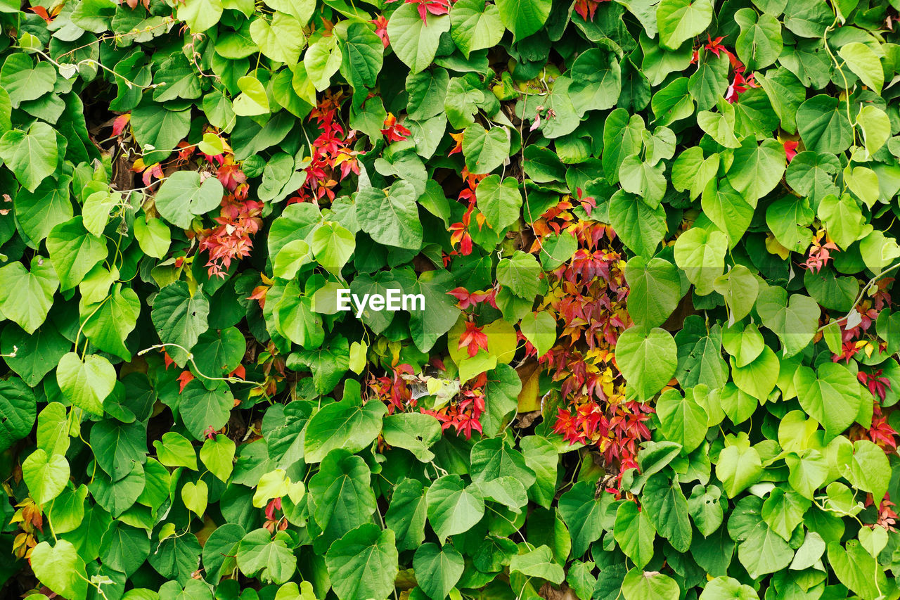 FULL FRAME SHOT OF IVY ON PLANT