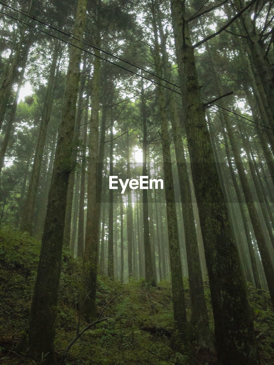 Low angle view of bamboo trees in forest