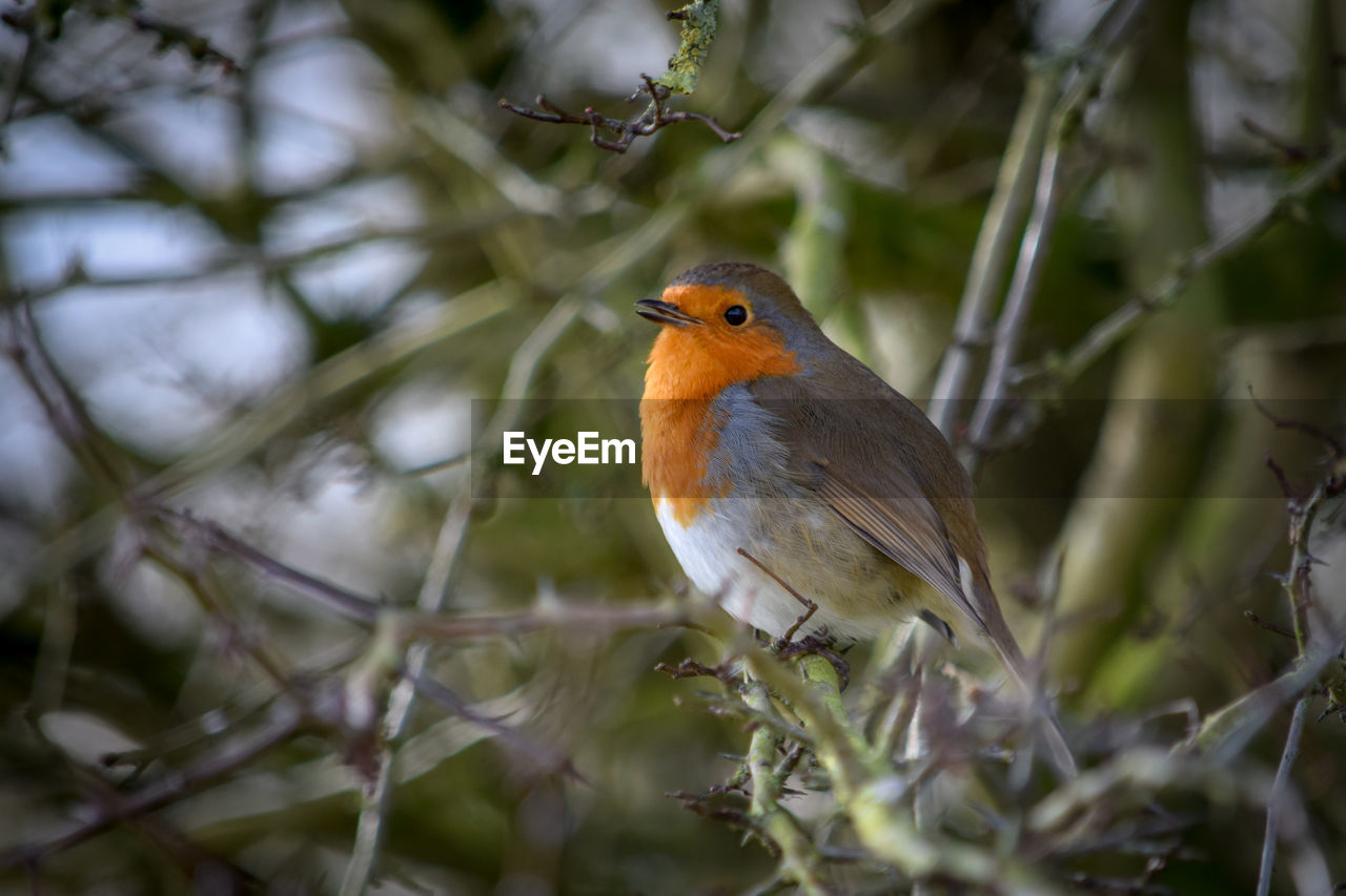Close-up of a robin perching on a tree. 