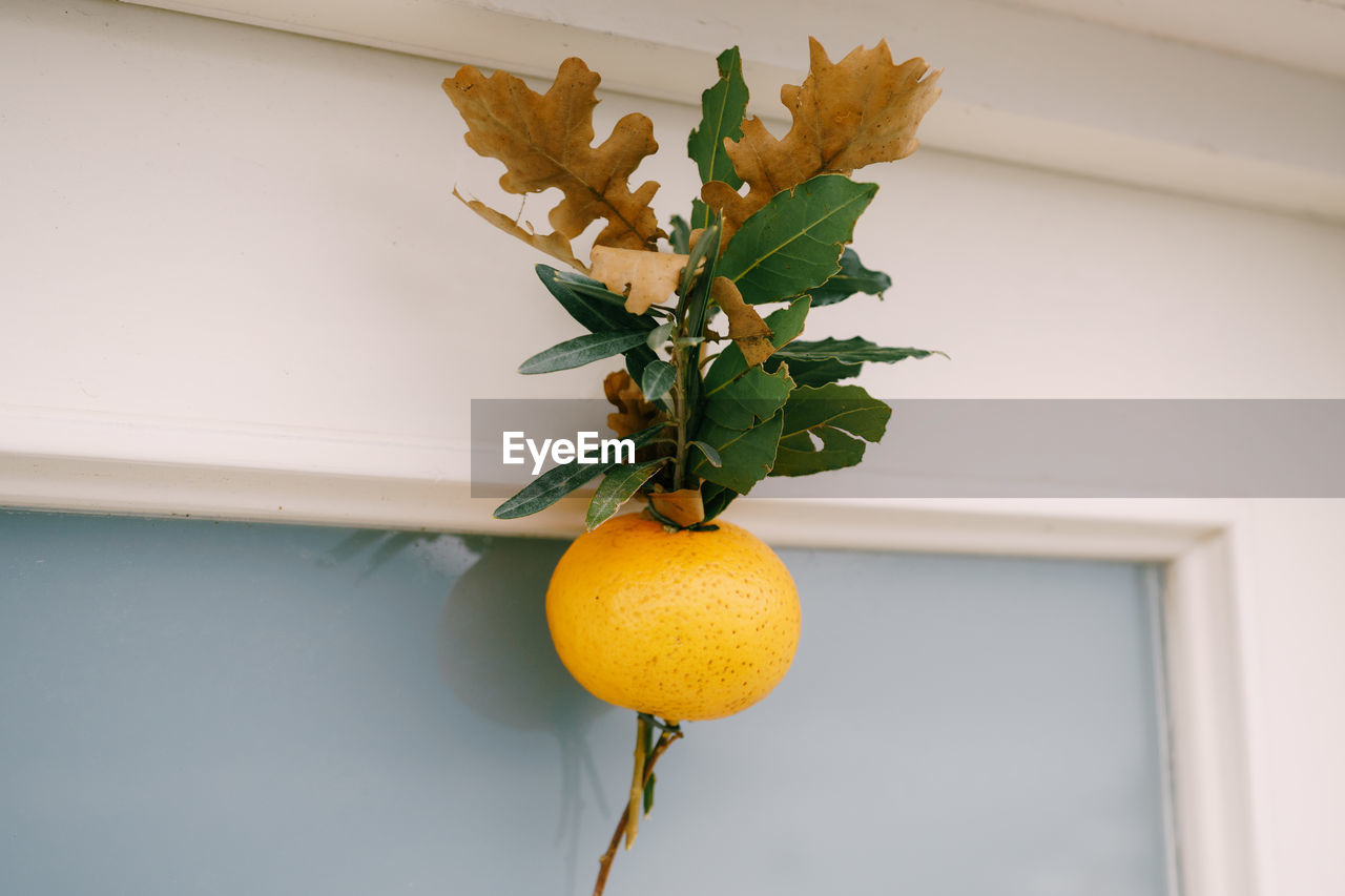 Low angle view of fruit on wall