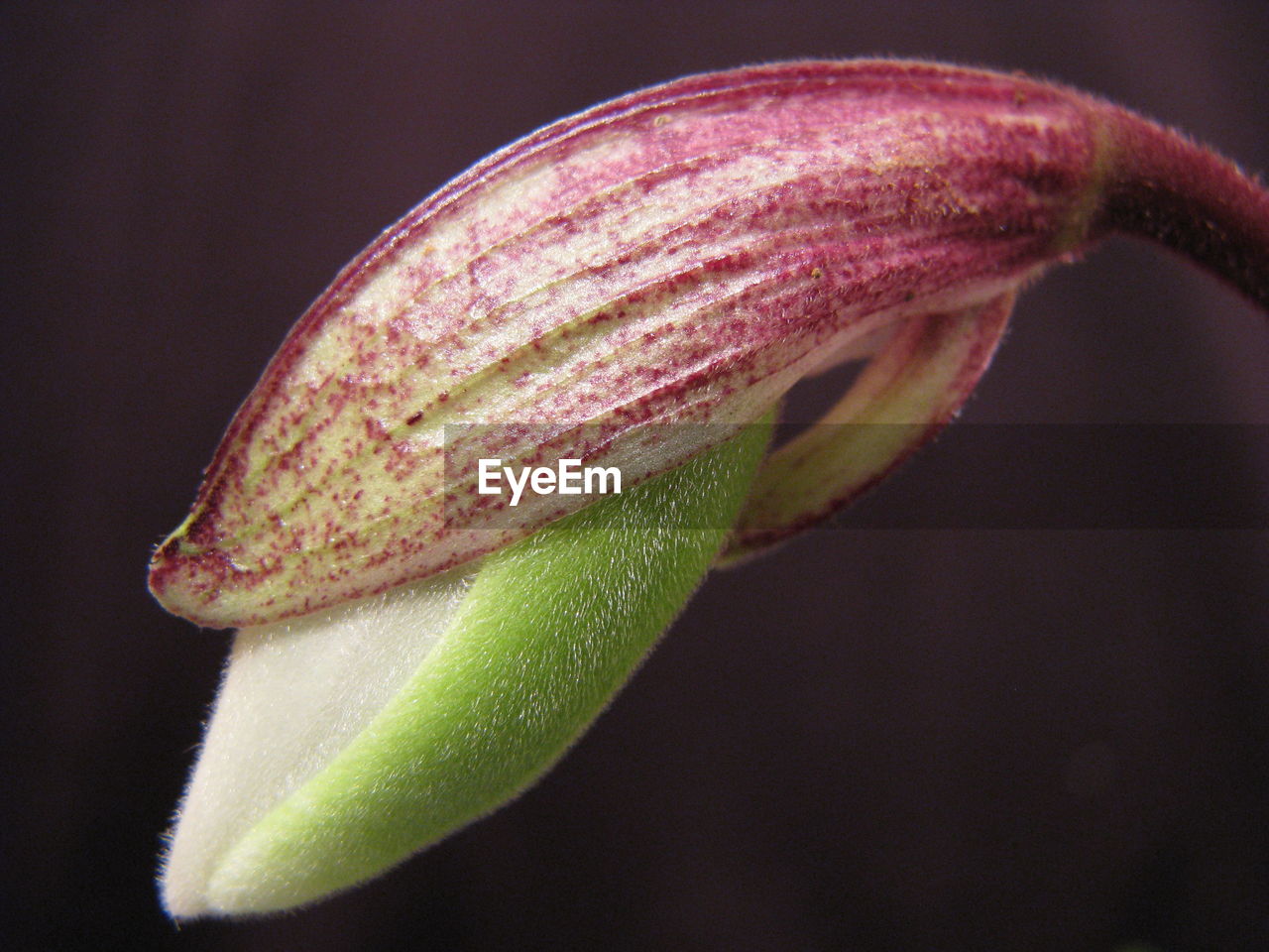 Close-up of green leaf