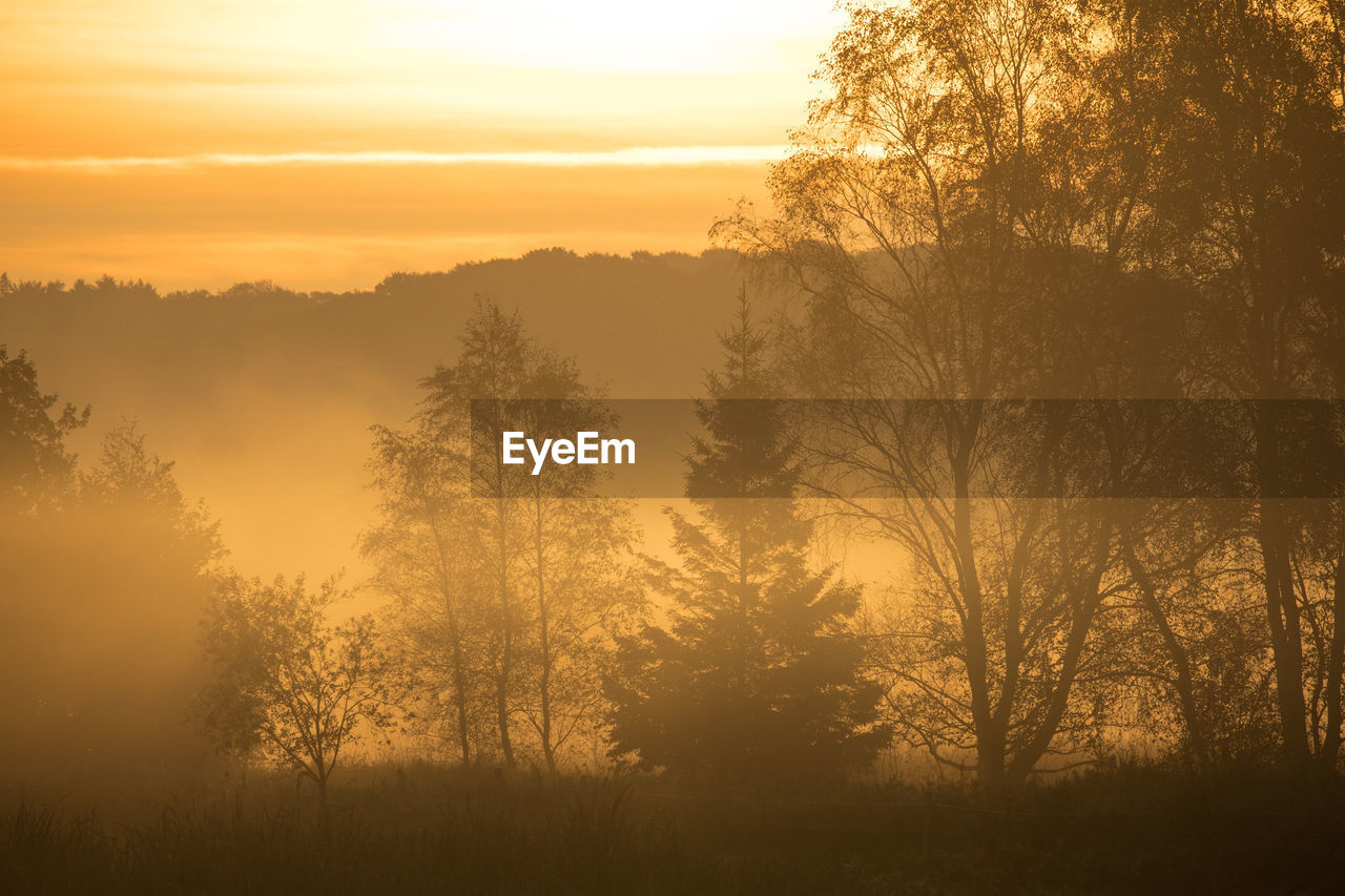 Silhouette of trees during sunset