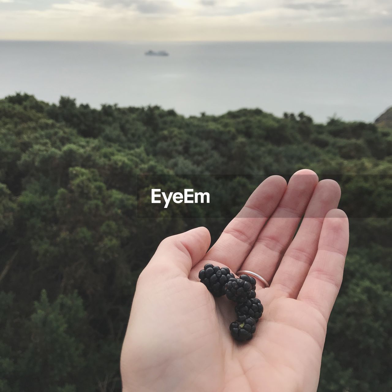 Close-up of hand holding blackberry fruits against trees