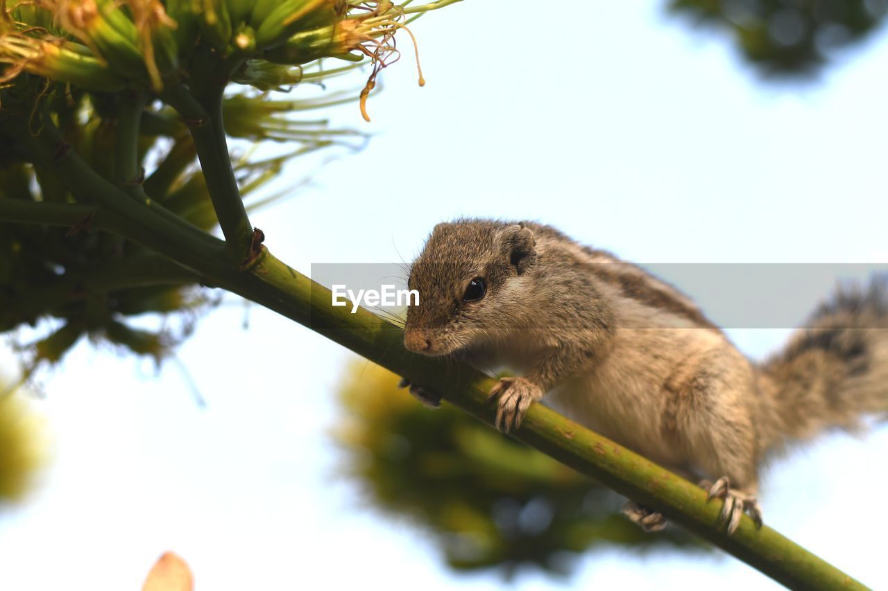 CLOSE-UP OF SQUIRREL ON BRANCH