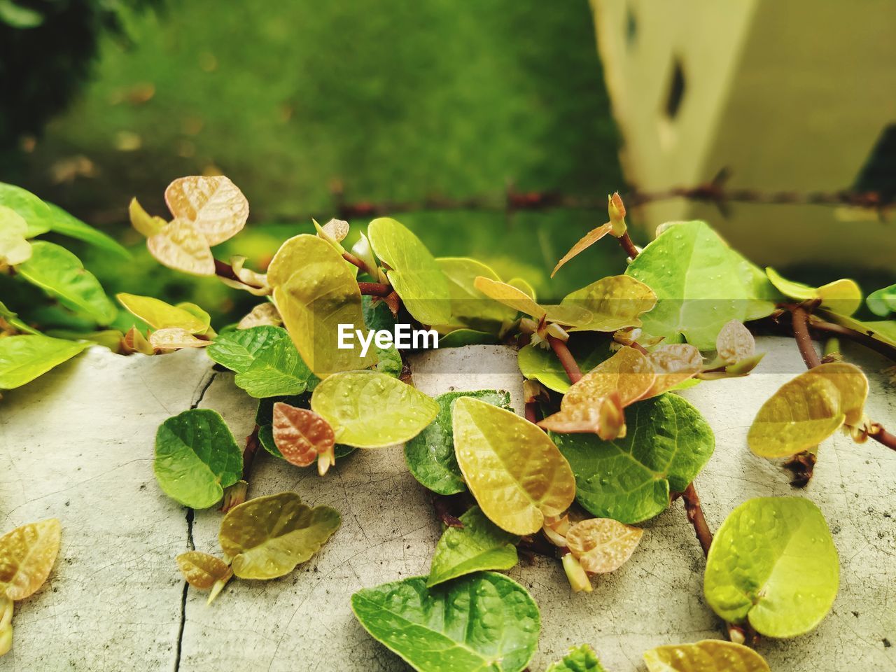 CLOSE-UP OF LEAVES ON TABLE