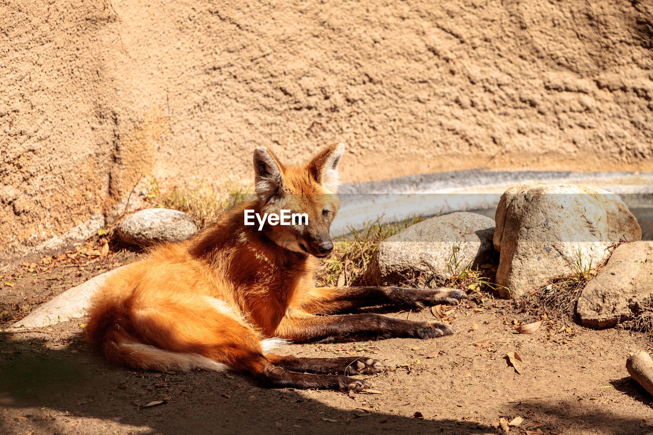 CLOSE-UP OF LION RELAXING ON GROUND