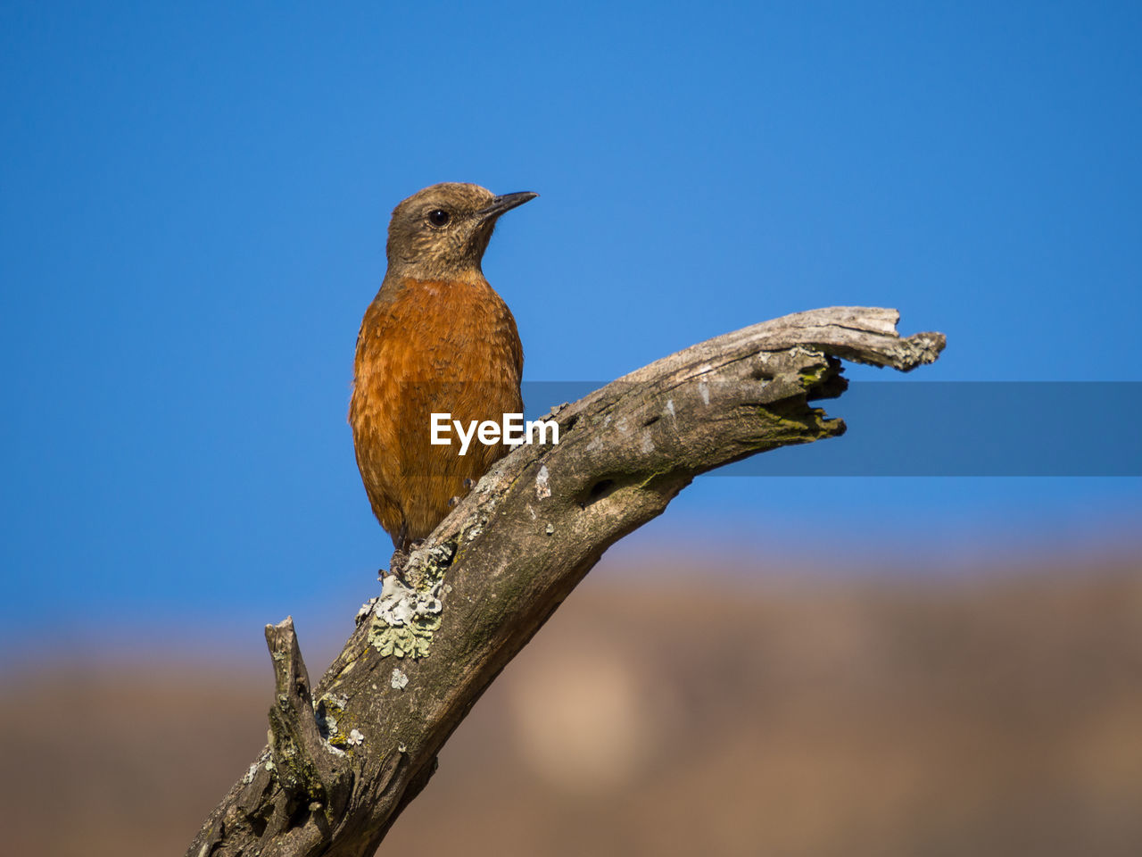 Low angle view of brown bird perching against blue sky, drakensberg mountains, south africa