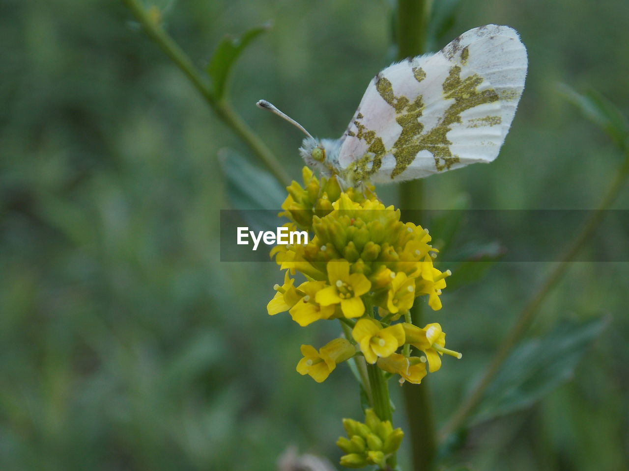 CLOSE-UP OF BUTTERFLY POLLINATING ON FLOWER