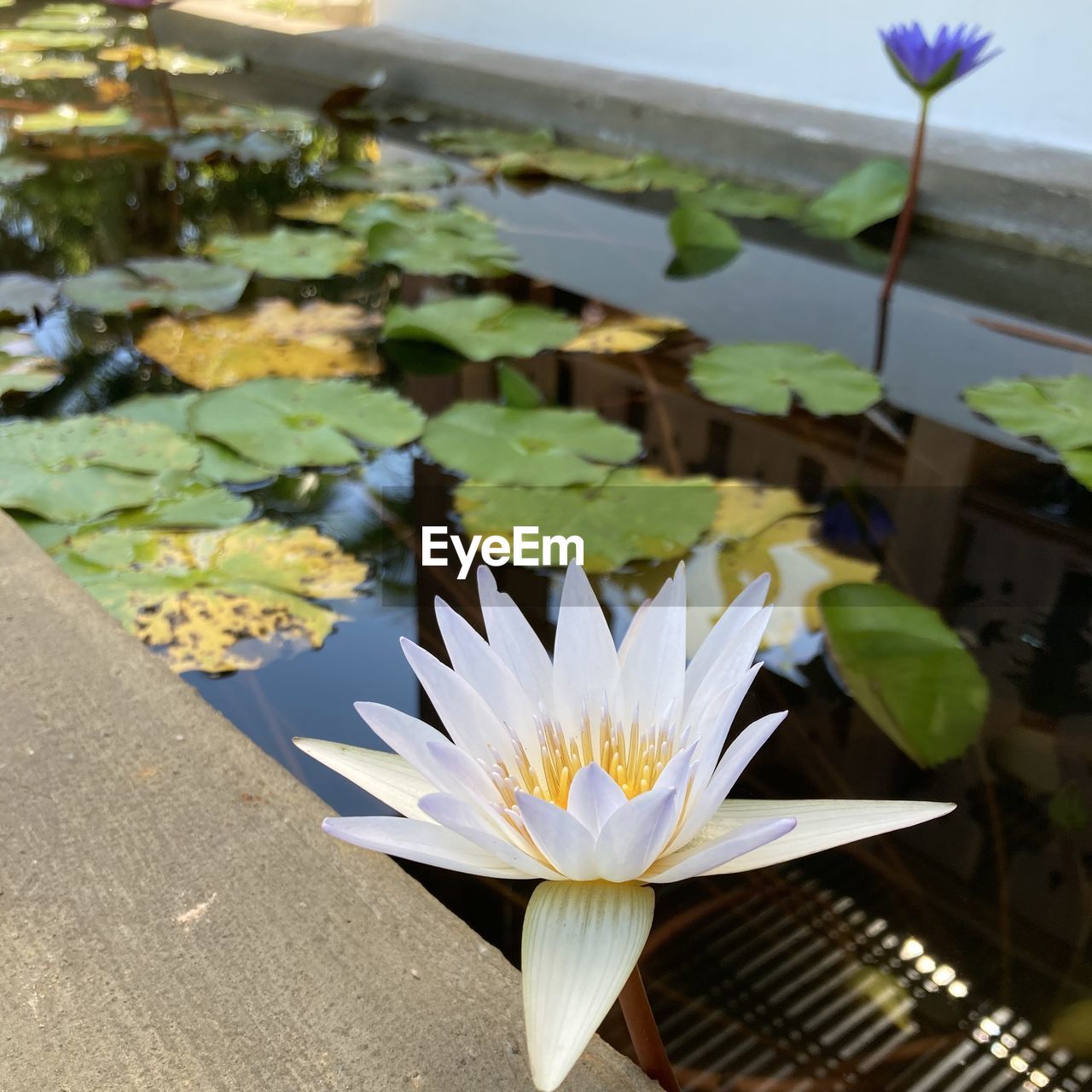 CLOSE-UP OF LOTUS WATER LILY