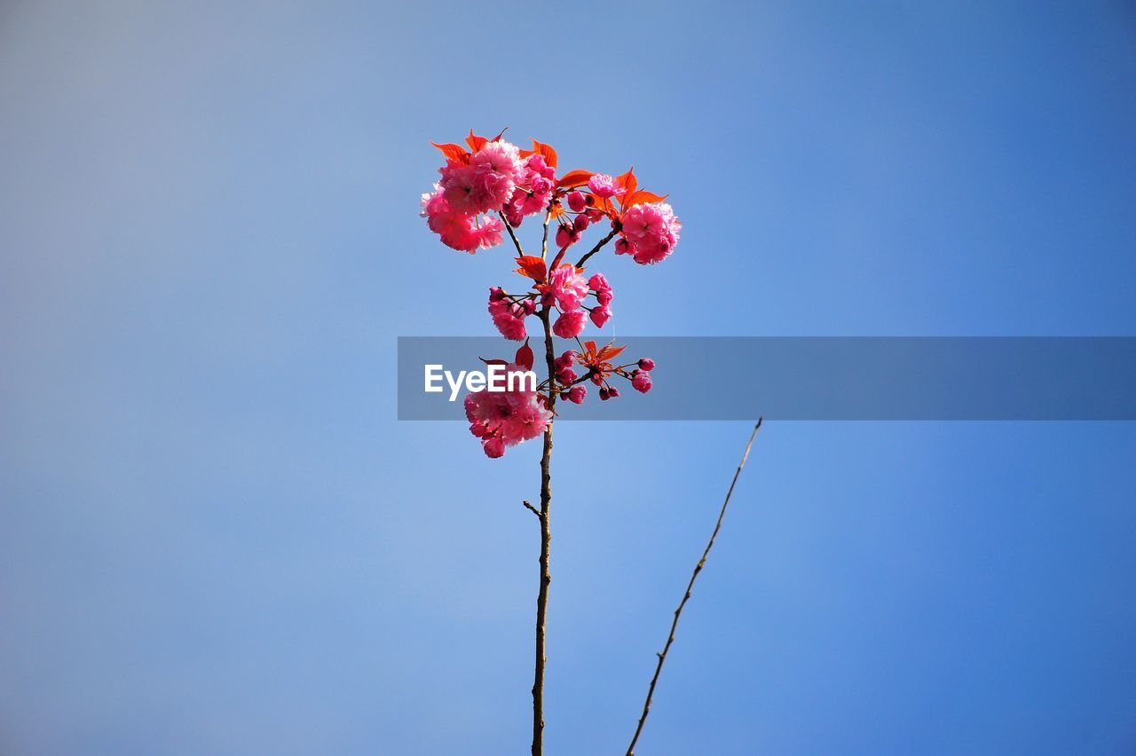 Low angle view of red flowers blooming on tree against clear sky