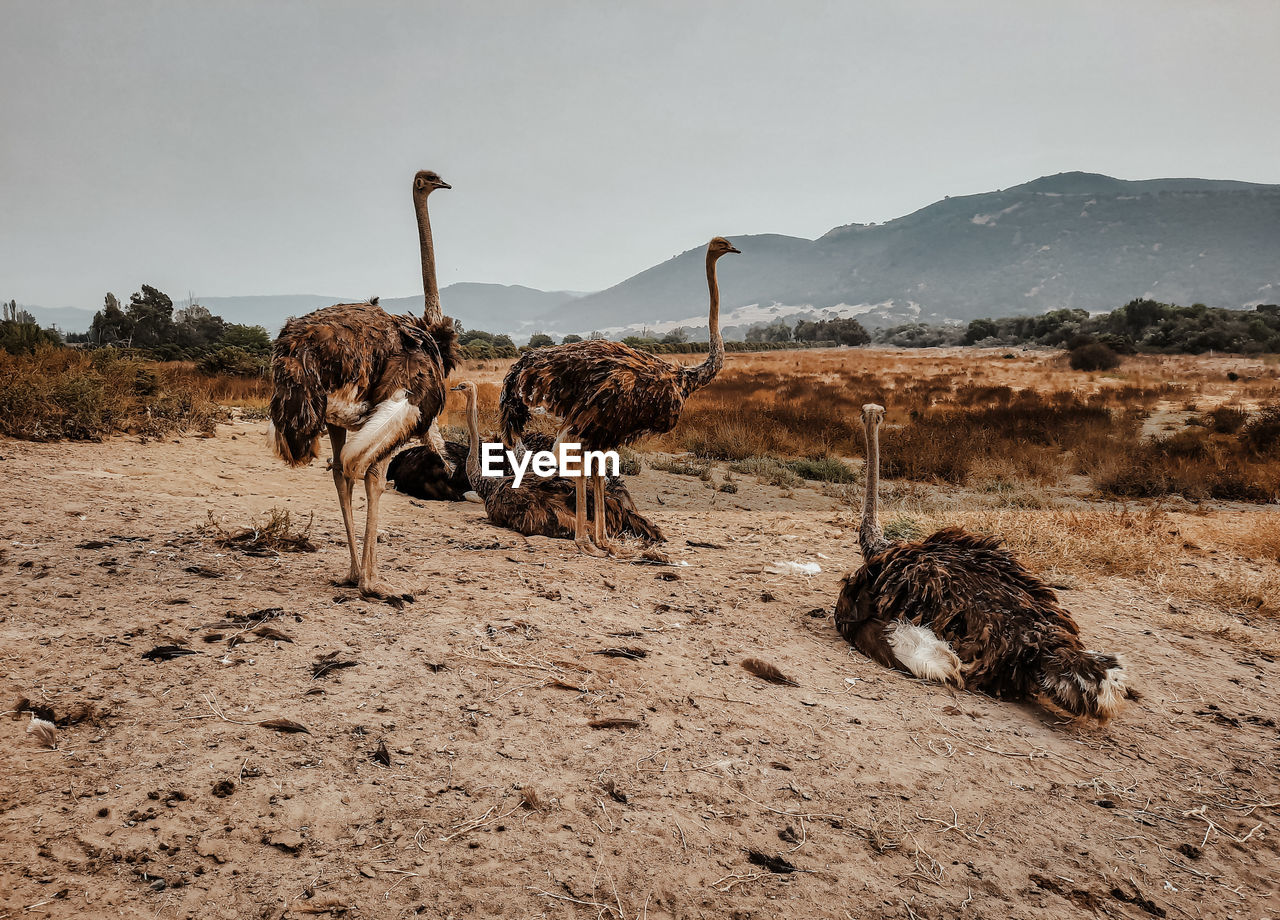 View of ostrich field against sky