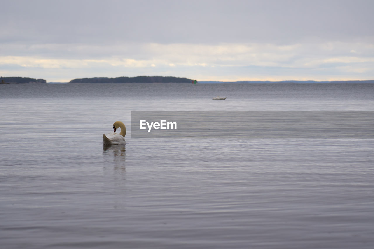 White swan on the baltic sea coast in finland