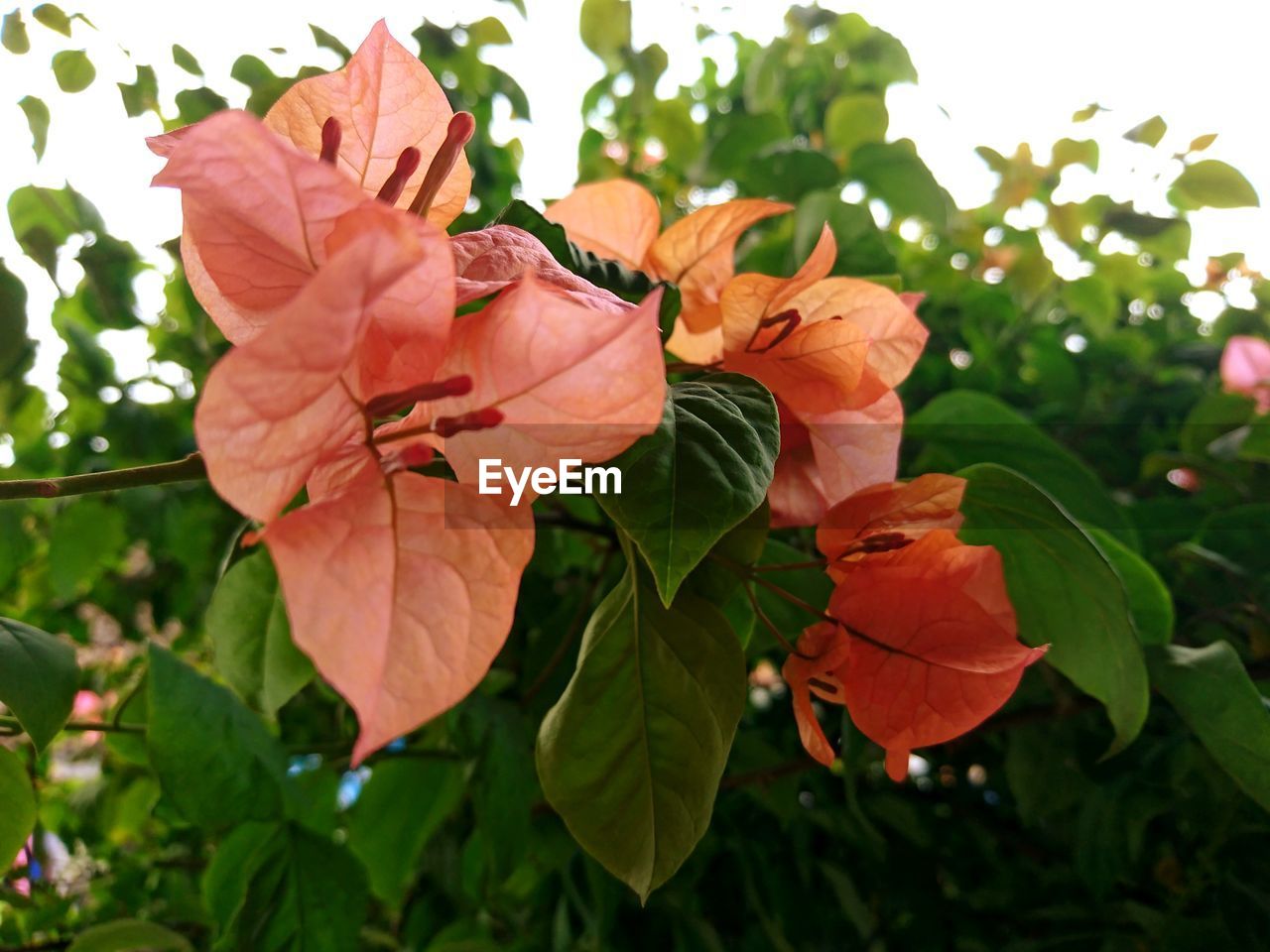 CLOSE-UP OF ORANGE ROSE FLOWER