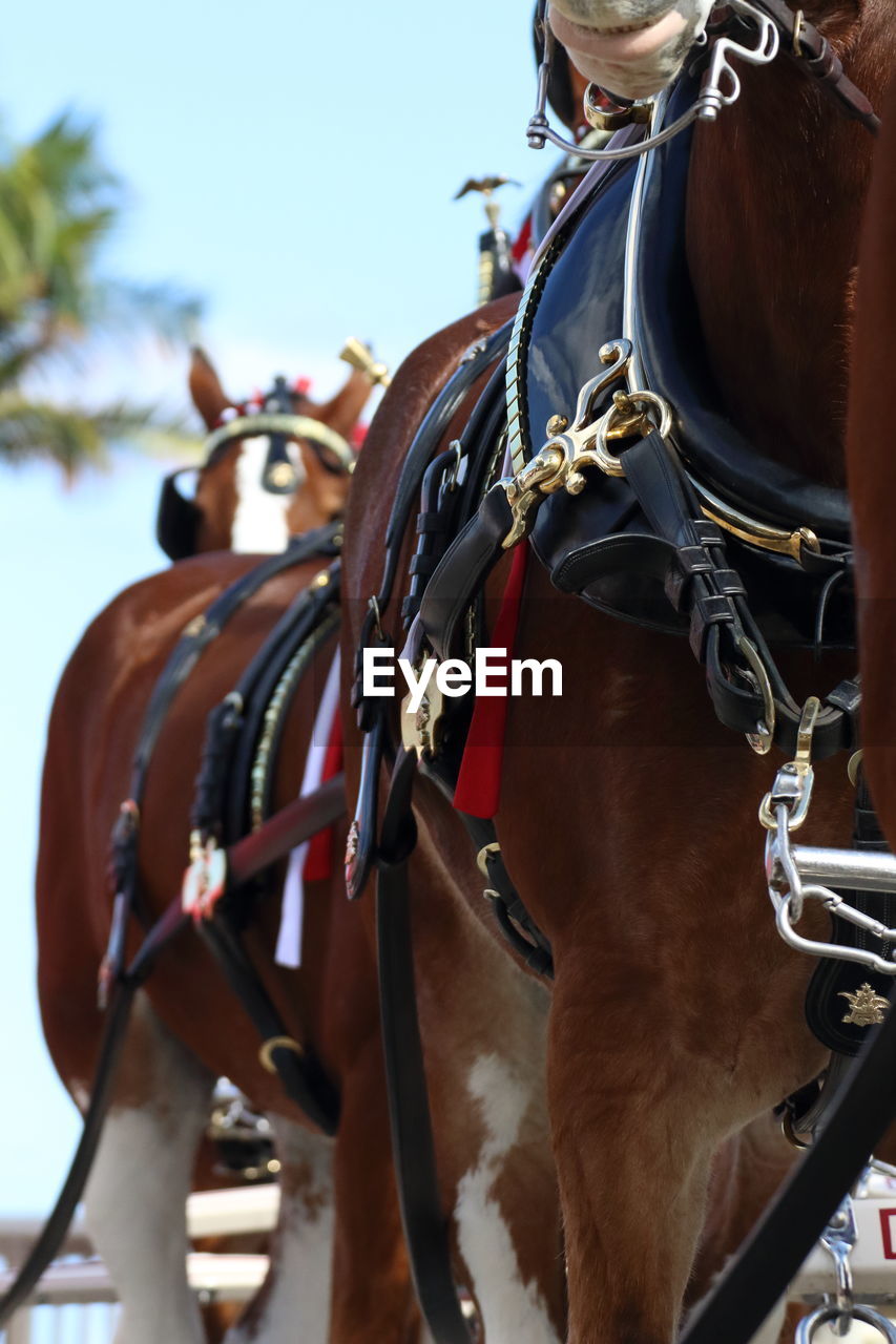 Close-up of horse against sky